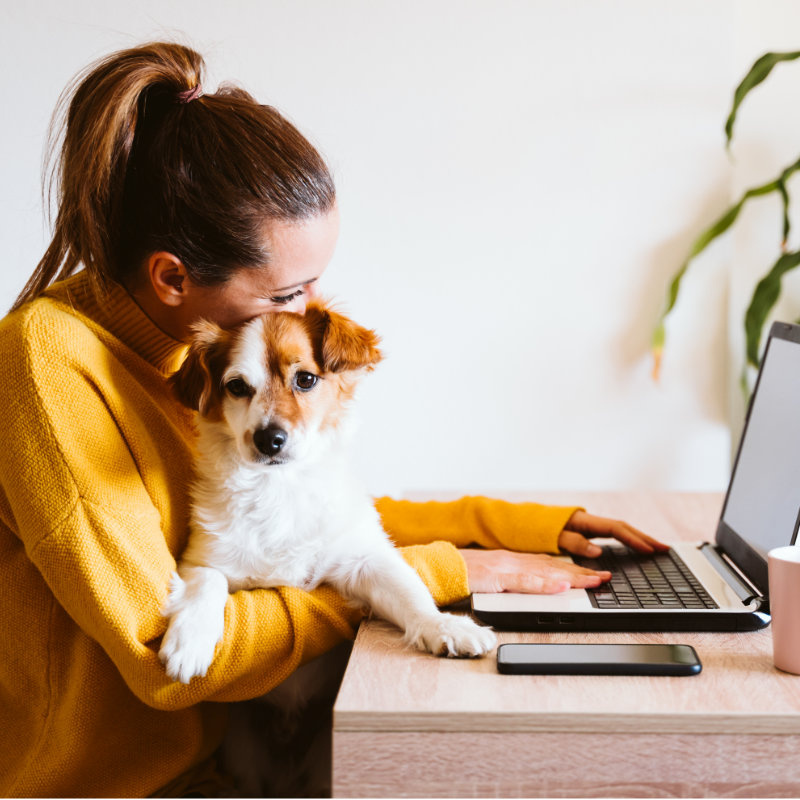 Tipps und Tricks fürs Homeoffice mit Hund