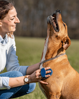 Striegel in Benutzung am Hund