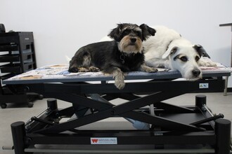 Entspannte Hunde