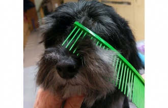 Kamm-im-Einsatz-beim-Gesicht-eines-Hundes