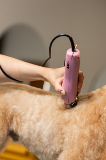 Rücken eines Hundes wird geschoren
