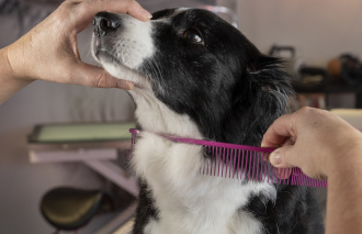 Kamm-im-Einsatz-am-Hals-eines-Border-Collies