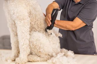 Schermaschine schert Pudel Rücken