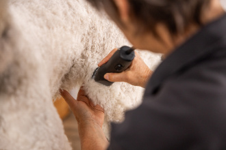 Der Innenschenkel eines Pudels wird geschoren