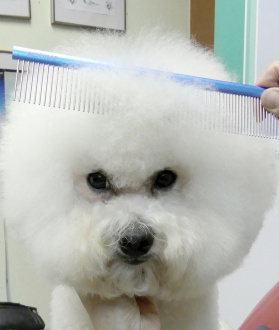 Kamm-im-Einsatz-bei-einem-Bichon-Frise