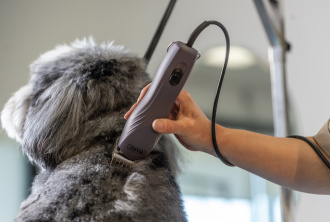 Rücken eines Hundes wird geschoren