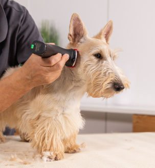 Gesicht eines Schnauzers wird geschoren
