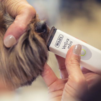 Gesicht eines Hundes wird gekürzt