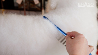 Kamm-im-Einsatz-bei-einem-Bichon-Frise