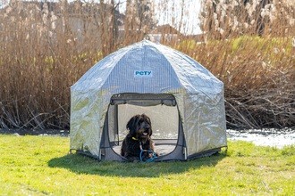 Hund im Pety draussen