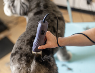 Hinterteil eines Hundes wird geschoren