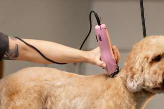 Rücken eines Hundes wird geschoren