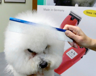 Kamm-im-Einsatz-von-einem-Bichon-Frise