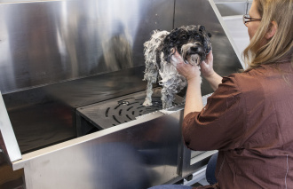 Hund in Wanne wird gewaschen