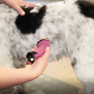 Maschine schert den Bauch vom Hund