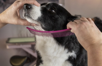 Kamm-im-Einsatz-am-Hundekopf