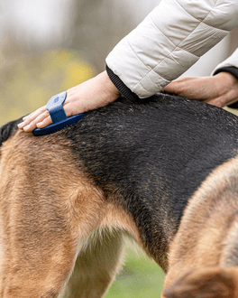 Striegel in Benutzung am Hund