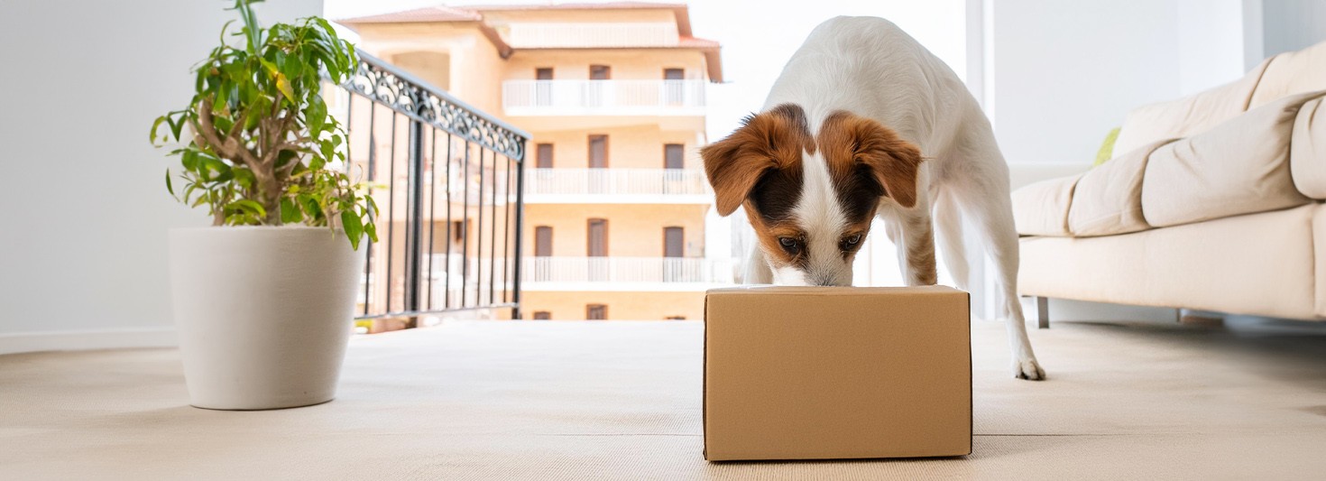 Ein Hund schnüffelt an einem Versandkarton