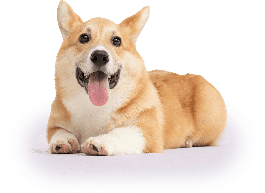 Liegender Corgi streckt die Zunge heraus und blickt freundlich in die Kamera.