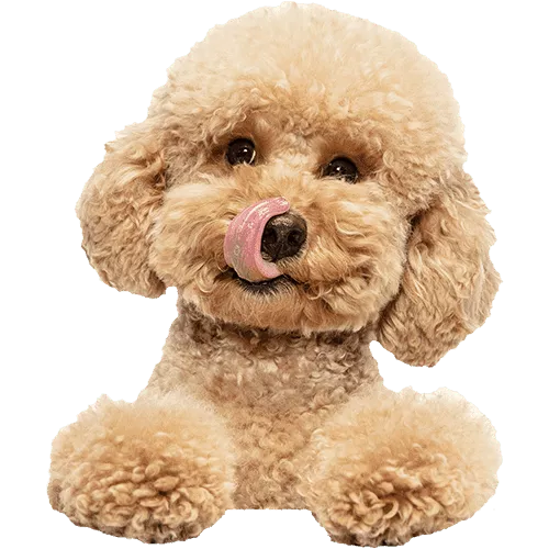 Ein Pudel schaut frech über den Rand der rosa Farbfläche und leckt sich die Nase