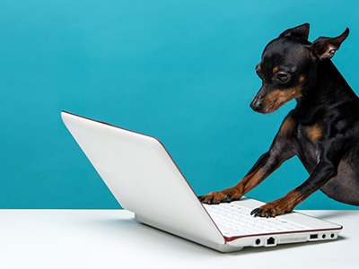 Professionelle Hundepflege ? | EHASO Hundepflege