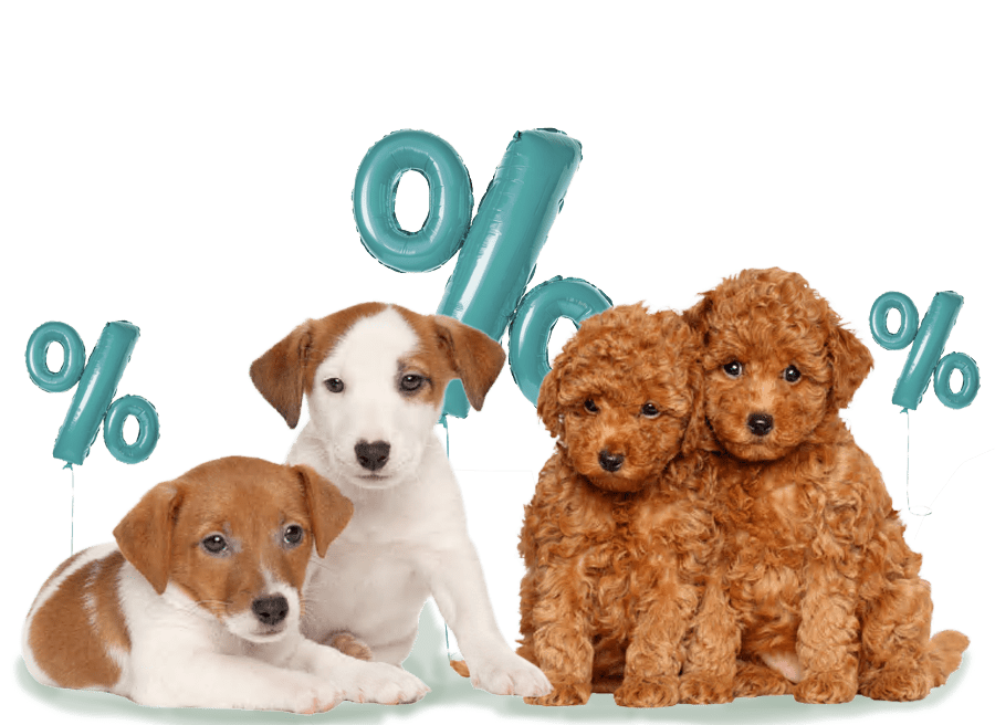 Schwarzer Hund zur Black Week schaut nach Links