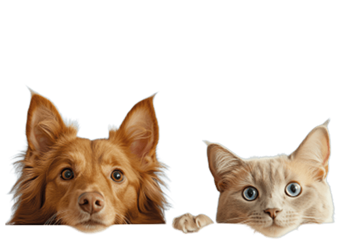 Ein Pudel schaut frech über den Rand der rosa Farbfläche und leckt sich die Nase